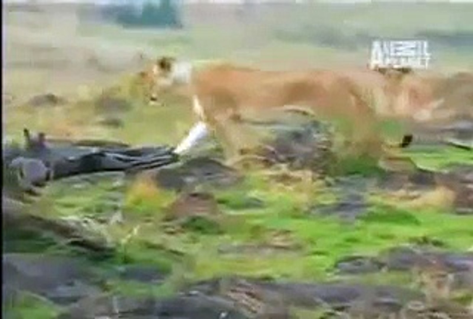 Lion vs Buffalo fight - Buffalo surviving