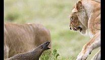 lion vs mongoose - lion attack mongoose - lion eat mongoose - lion play with mongoose