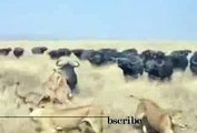 Lions Attack Buffalo and counter attack 100 buffaloes part 2