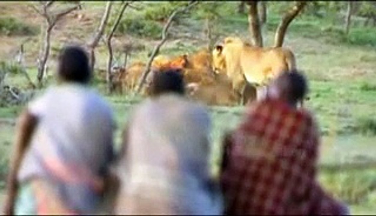 man attack lion - man vs lion - man grabbed forage from lion - man kill lion
