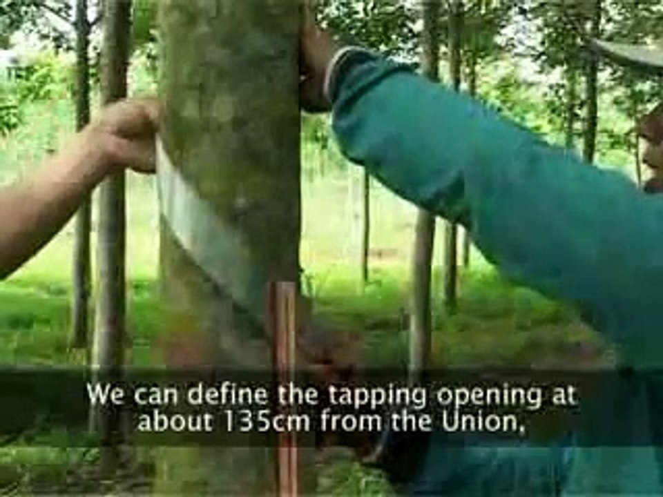 Rubber technology guidelines: Rubber tapping practice