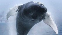 Le saut (incroyable) d'une baleine à bosse surprend des touristes