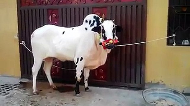 Dangerous Beautiful Cow Qurbani Eid ul azha 2015 HD ✔ - Video Dailymotion