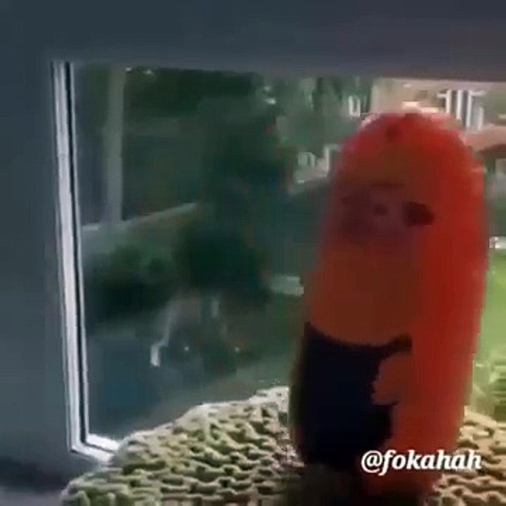 BEST ضحك Fun  - fokahah COMPILATION