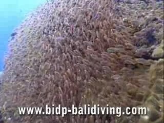 Crystal Bay Bali - Scuba Dive Mola Mola