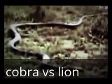 Cobra vs Lion Battle King - Animals Versus CCTV