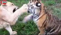 Cutest Lion Attack Ever - lion cubs playing - cute animals videos
