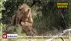 Lion attack Lions Male During Mating life mp4