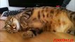 Funny Cats love vacuum cleaner - Funny Animals