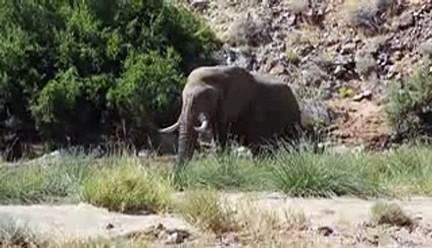 Horses mating up close horses mating - vine 2015 horse mating - breeding ~ horse weapon up close