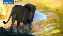 Lion Hurts His Pride As He Falls Into Water After Loosing His Grip