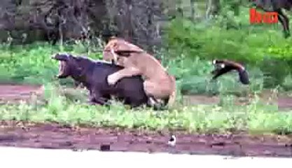 Lion Vs  Hippo  Mother Defends Calf From Lion Attack