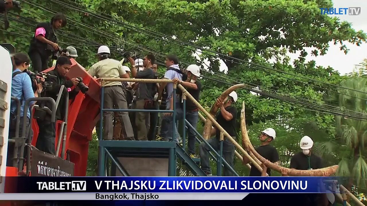 Thajské úrady zničili dve tony ilegálnej slonoviny