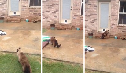 Un chat refuse d'ouvrir la chatière