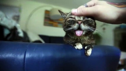 LIL BUB DER LÜMMEL :3
