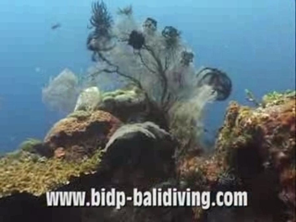 Tulamben Bali - USAT Liberty Glo Wreck