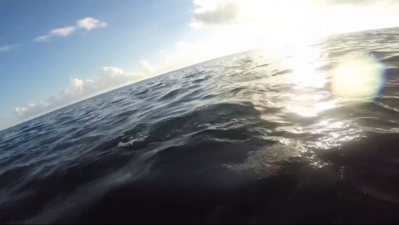 Dolphins swim alongside boat off coast of Florida