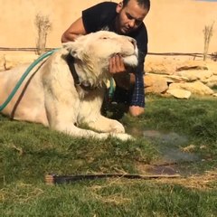 Lion cools off with water hose