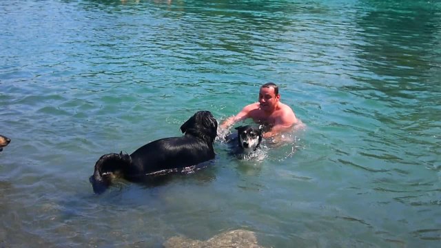 Dog learning to swim paddles in hilarious fashion