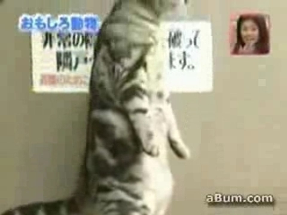 Le Chat Debout