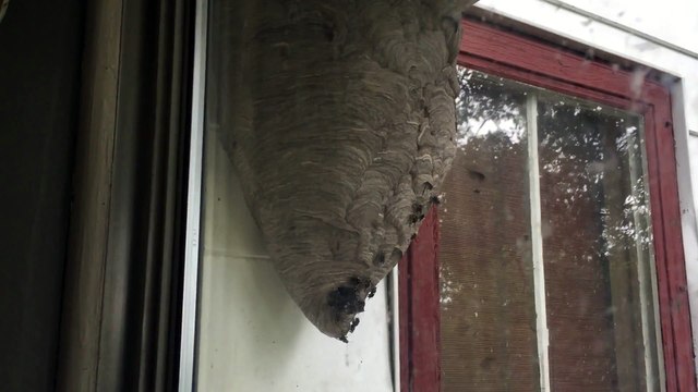 Nid de guêpes géant en face de la fenetre de cet appartement - Flippant!