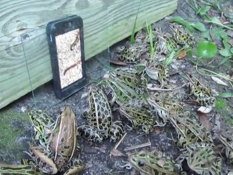 Frogs entertained by worm footage on iPhone is hilarious