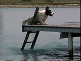 Dog loves water, dives, climbs ladder and fishes