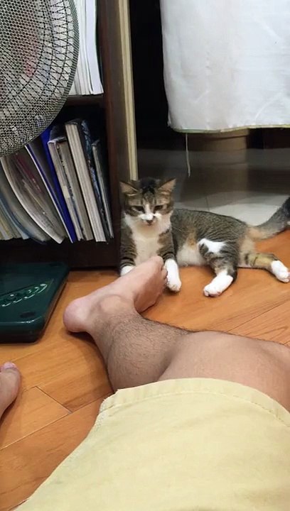 La réaction hilarante d'un chat devant les pieds puants de son maître -  Vidéo Dailymotion