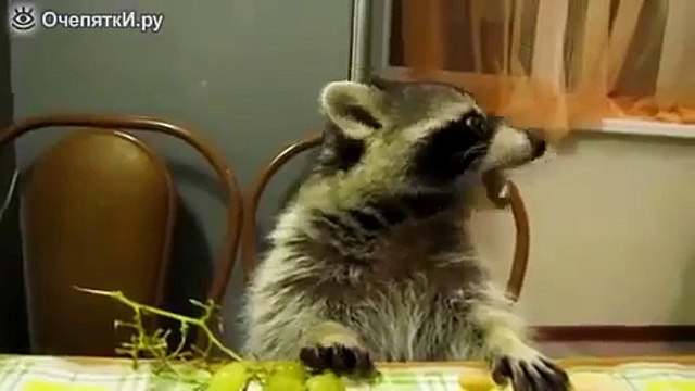 Енот ест виноград