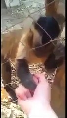 Смешная обезьянка