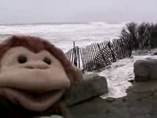 Monkey Reports the Weather