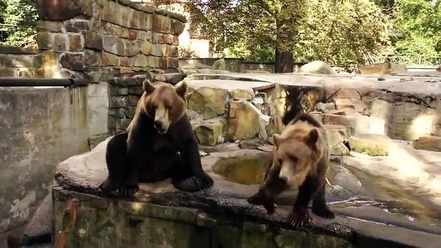 Медведь рэпер