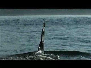 Orcas Hunting