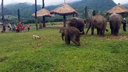 Un bébé éléphant joue avec un chien