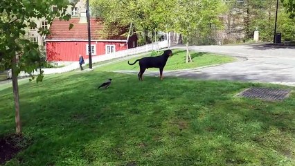 The crow attacked a dog