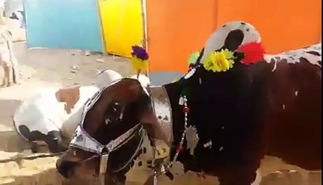 Cow voluntarily lays down to be slaughtered after being asked by owner!