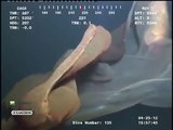 Des scientifiques ont découvert une méduse gigantesque