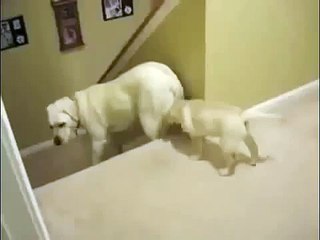 Dog Teaching Puppy How To Descend Stairs VS Cat Teaching Kitten