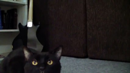 Talking Kitty Demon Cat 2013