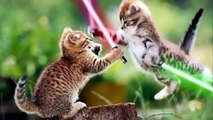 cat fights dog with lightsaber