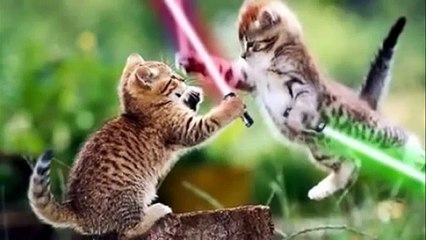 cat fights dog with lightsaber
