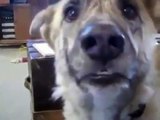 Talking Dog Upset with his Master Funny Dogs Channel