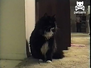 Talking Cat Saying Oh Long Johnson