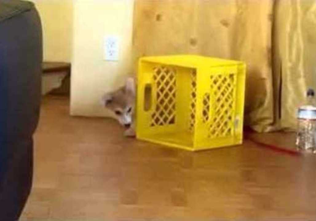 Dog Chases His Leash Instead of His Tail