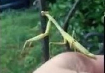 Overeager Mantis Scares His New Friend