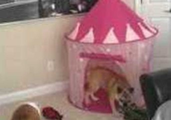 Bulldog Loves Her Birthday Surprise