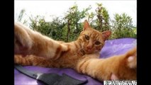 Les Chats Nous Font Des Selfies ## Cats ##