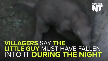 Villagers Rescue Adorable Baby Elephant From A Well