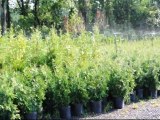 Hardy Fast Growing Screening Trees In Edison    NJ