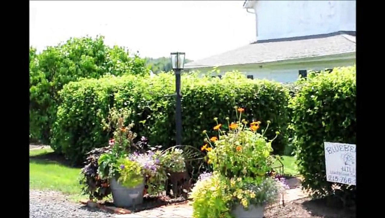 Plant a Hedge using a Viburnum      Arrowwood Viburnums